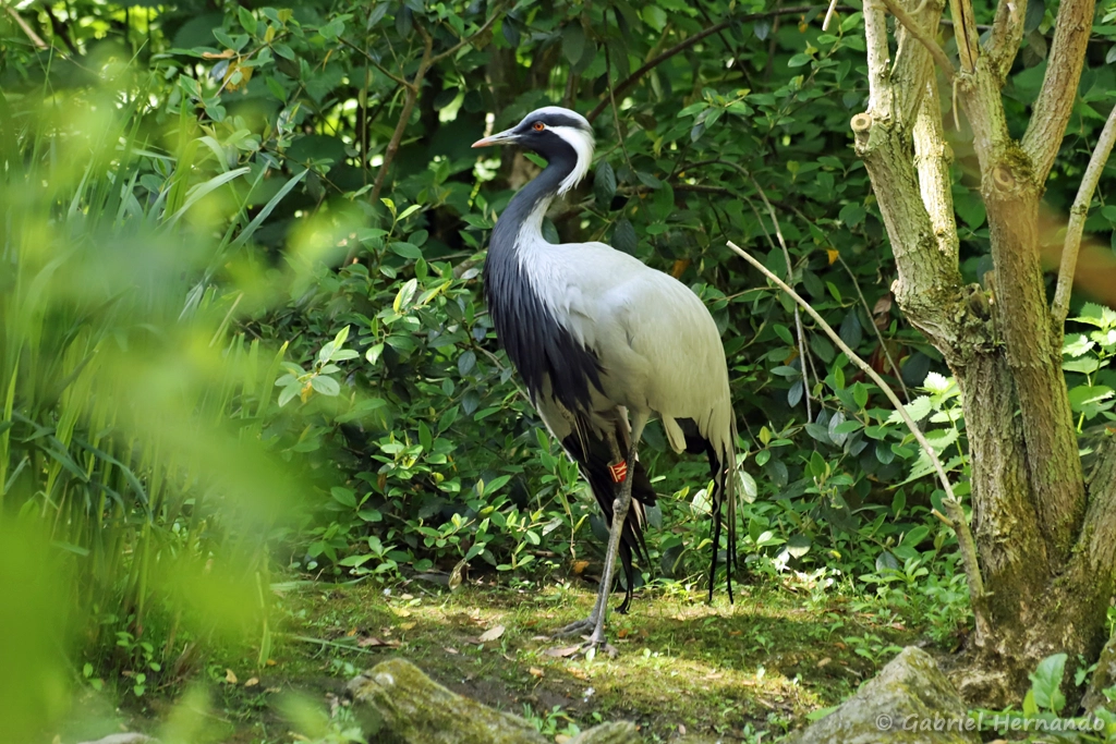Grue demoiselle - Grus virgo (ZooParc de Beauval, mai 2025)