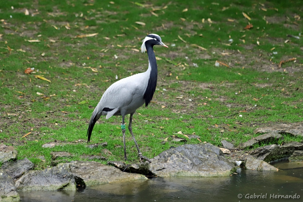 Grue demoiselle - Grus virgo (ZooParc de Beauval, mai 2025)