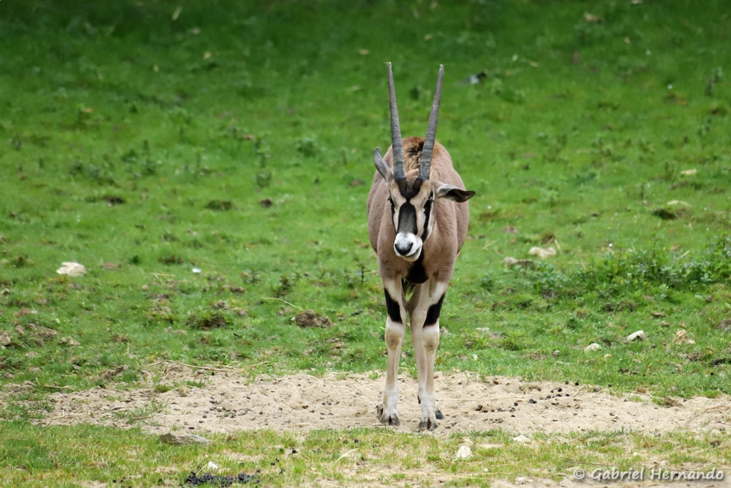 Oryx beïsa - Oryx beisa (ZooParc de Beauval, mai 2025)