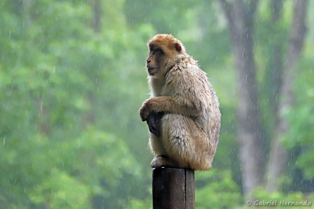 Macaque de Barbarie ou Magot - Macaca sylvanus (ZooParc de Beauval, mai 2025)
