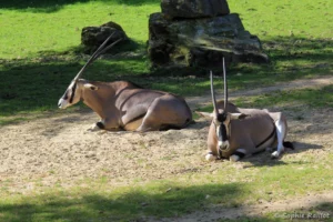Oryx beïsa - Oryx beisa (ZooParc de Beauval, mai 2025)