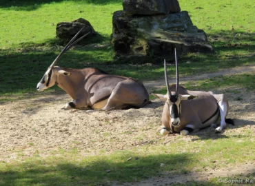 Oryx beïsa - Oryx beisa (ZooParc de Beauval, mai 2025)