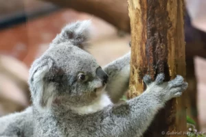 Koala - Phascolarctos cinereus (ZooParc de Beauval, mai 2025)