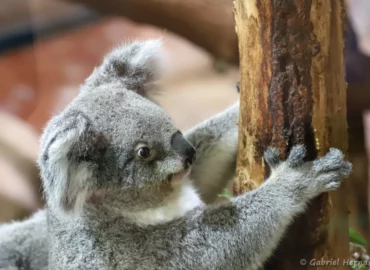 Koala - Phascolarctos cinereus (ZooParc de Beauval, mai 2025)