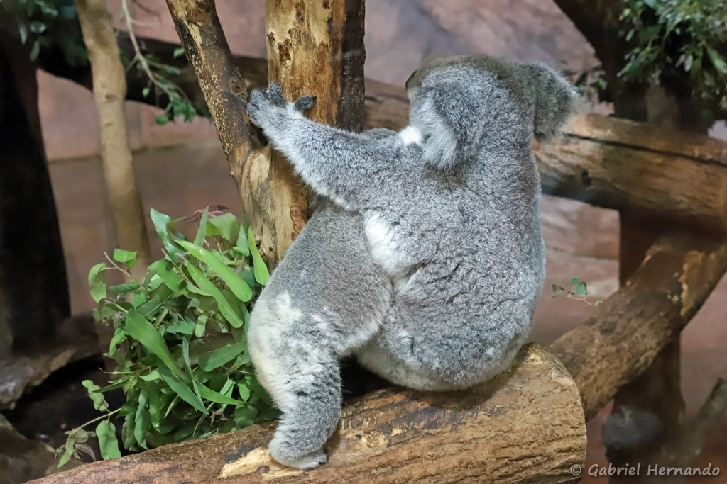Koala et son petit - Phascolarctos cinereus (ZooParc de Beauval, mai 2025)