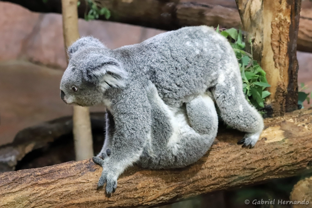 Koala et son petit - Phascolarctos cinereus (ZooParc de Beauval, mai 2025)