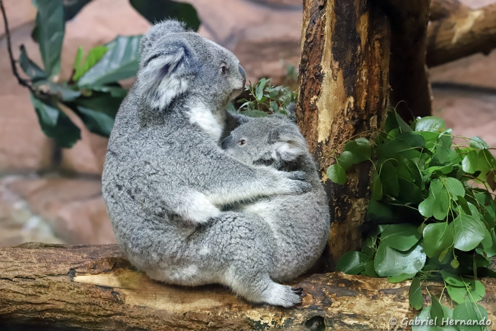 Koala et son petit - Phascolarctos cinereus (ZooParc de Beauval, mai 2025)