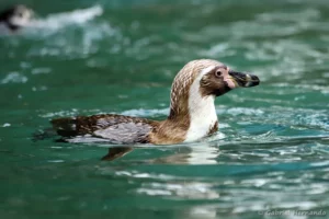 Manchot de Humboldt - Spheniscus humboldti (ZooParc de Beauval, mai 2025)
