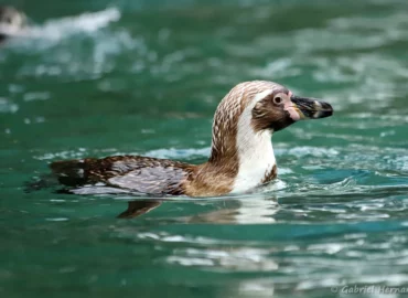 Manchot de Humboldt - Spheniscus humboldti (ZooParc de Beauval, mai 2025)
