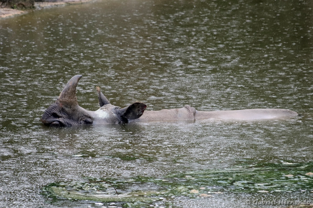 Rhinocéros indien - Rhinoceros unicornis (ZooParc de Beauval, mai 2025)