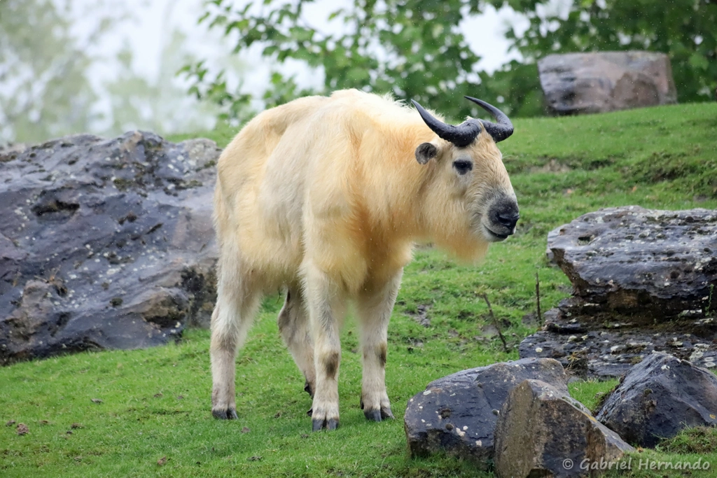 Takin doré - Budorcas taxicolor bedfordi (ZooParc de Beauval, mai 2025)