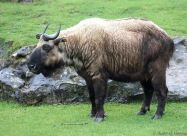 Takin de l'Himalaya ou takin mishmi - Budorcas taxicolor taxicolor (ZooParc de Beauval, mai 2025)