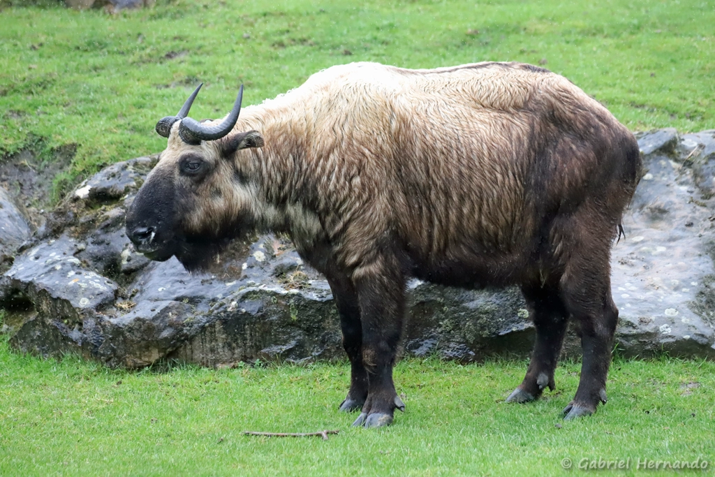 Takin de l'Himalaya ou takin mishmi - Budorcas taxicolor taxicolor (ZooParc de Beauval, mai 2025)