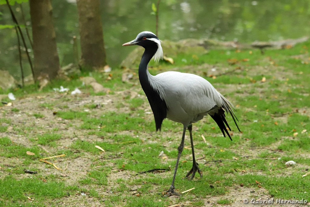 Grue demoiselle - Grus virgo (ZooParc de Beauval, mai 2025)