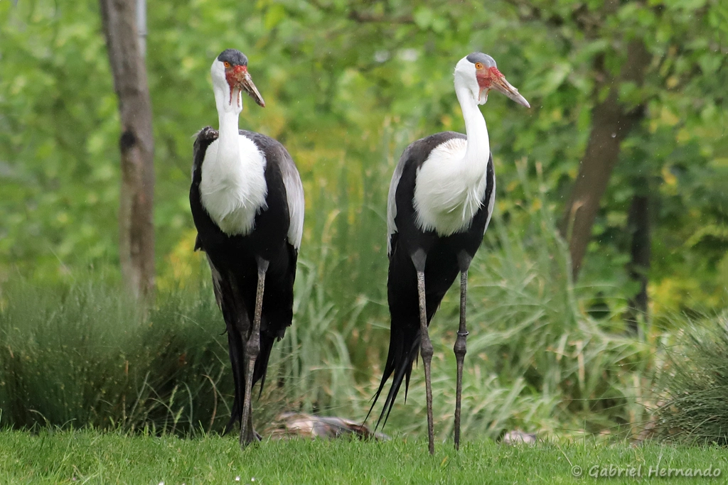 Grues caronculées - Grus carunculata (ZooParc de Beauval, mai 2025