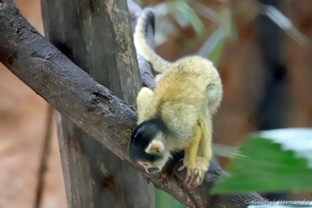 Singe-écureuil de Bolivie, Sapajou à tête noire ou Saïmiri de Bolivie - Saimiri boliviensis (ZooParc de Beauval, mai 2025)