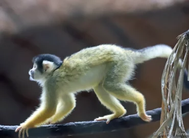 Singe-écureuil de Bolivie, Sapajou à tête noire ou Saïmiri de Bolivie - Saimiri boliviensis (ZooParc de Beauval, mai 2025)