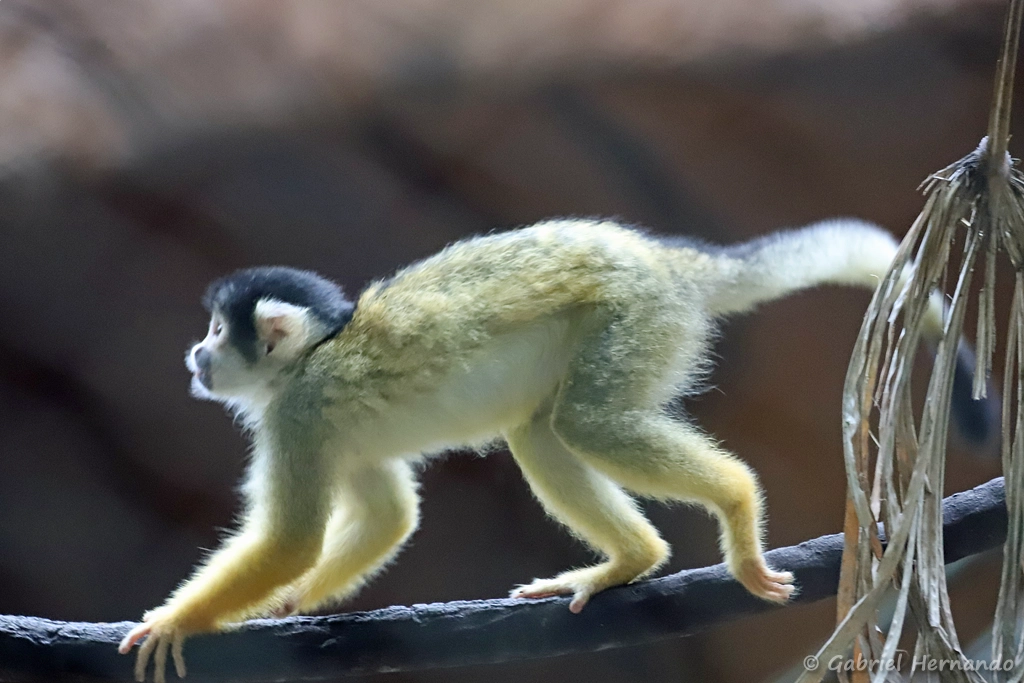 Singe-écureuil de Bolivie, Sapajou à tête noire ou Saïmiri de Bolivie - Saimiri boliviensis (ZooParc de Beauval, mai 2025)