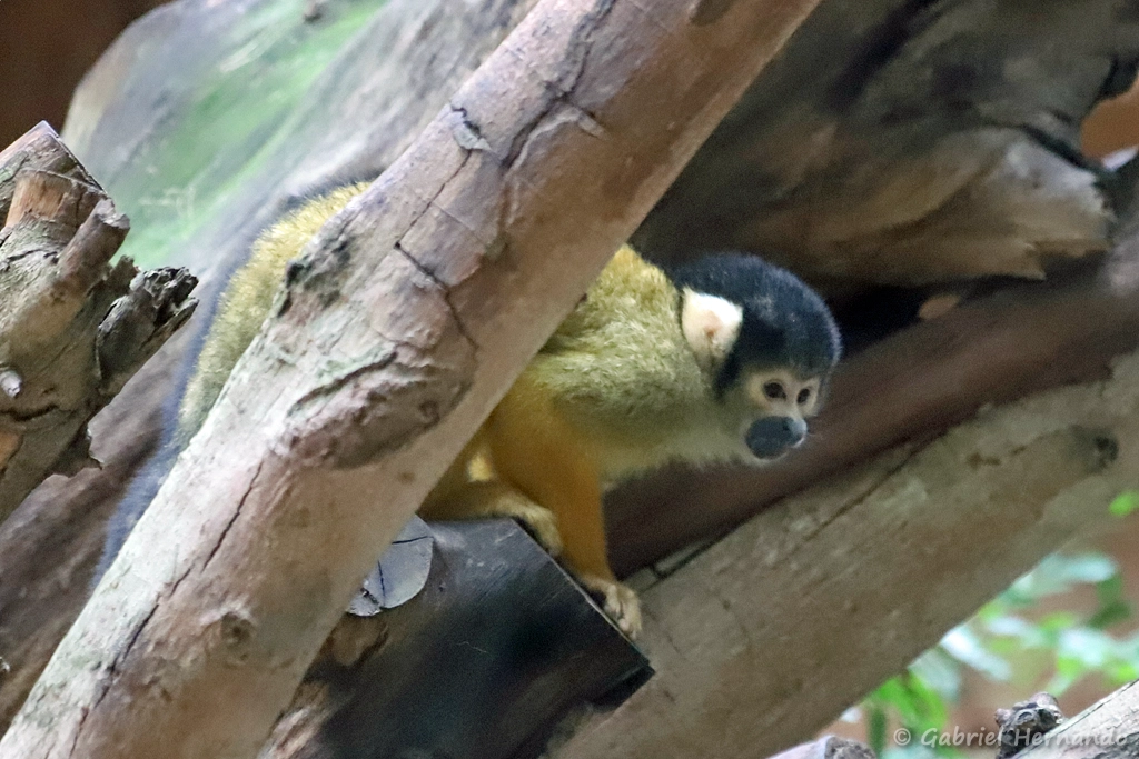 Singe-écureuil de Bolivie, Sapajou à tête noire ou Saïmiri de Bolivie - Saimiri boliviensis (ZooParc de Beauval, mai 2025)