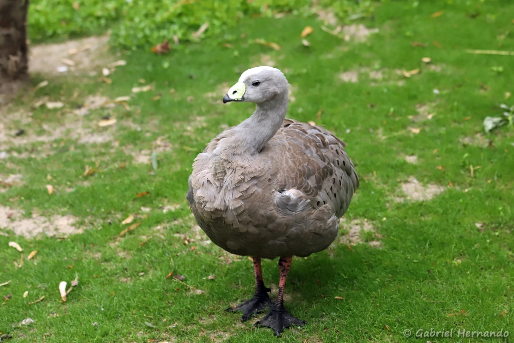 Céréopse cendré - Cereopsis novaehollandiae (ZooParc de Beauval, mai 2025)