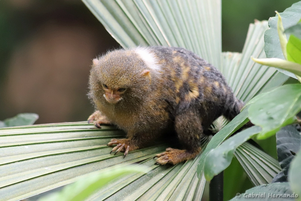 Ouistiti pygmée - Cebuella pygmaea (ZooParc de Beauval, mai 2025)