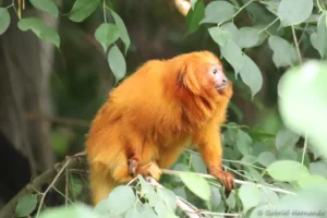 Tamarin-lion doré - Leontopithecus rosalia (ZooParc de Beauval, mai 2025)