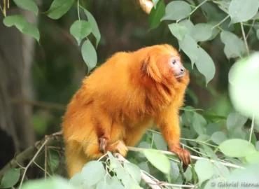 Tamarin-lion doré - Leontopithecus rosalia (ZooParc de Beauval, mai 2025)