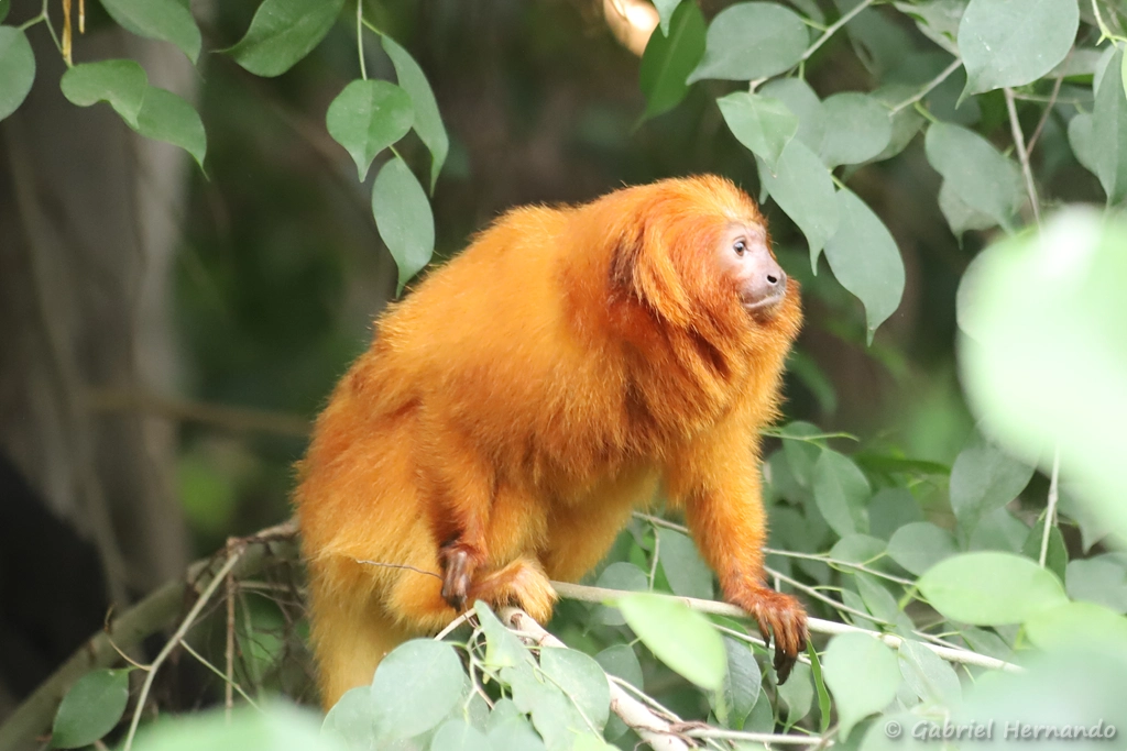 Tamarin-lion doré - Leontopithecus rosalia (ZooParc de Beauval, mai 2025)