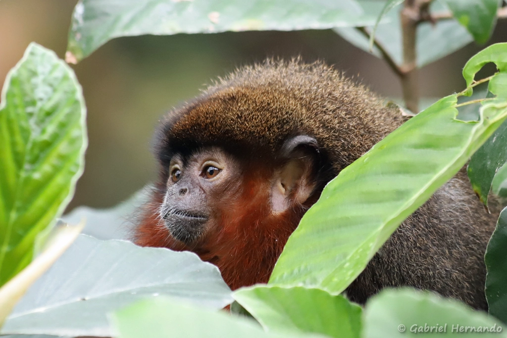 Plecturocebus cupreus - Callicebus cupreus (ZooParc de Beauval, mai 2025)