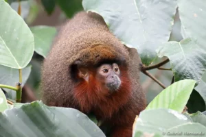 Plecturocebus cupreus - Callicebus cupreus (ZooParc de Beauval, mai 2025)