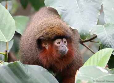 Plecturocebus cupreus - Callicebus cupreus (ZooParc de Beauval, mai 2025)