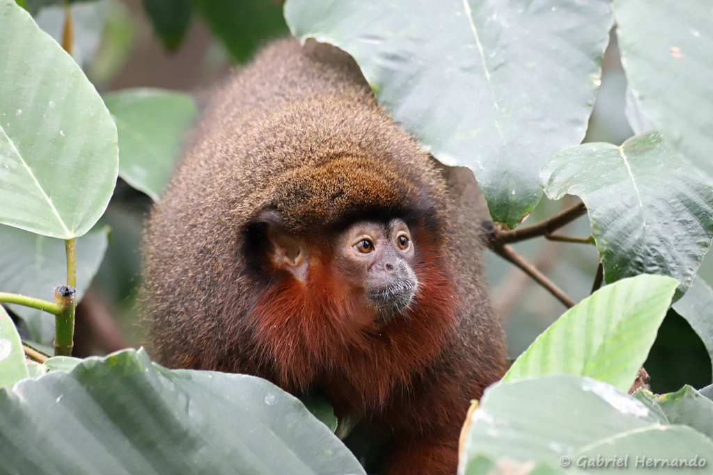 Plecturocebus cupreus - Callicebus cupreus (ZooParc de Beauval, mai 2025)