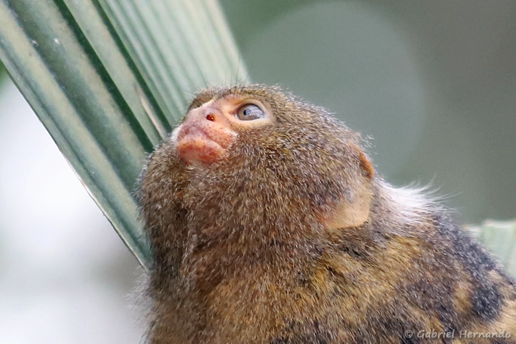 Ouistiti pygmée - Cebuella pygmaea (ZooParc de Beauval, mai 2025)