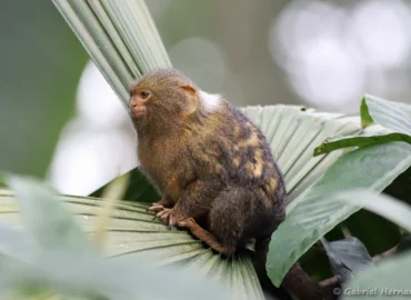 Ouistiti pygmée - Cebuella pygmaea (ZooParc de Beauval, mai 2025)