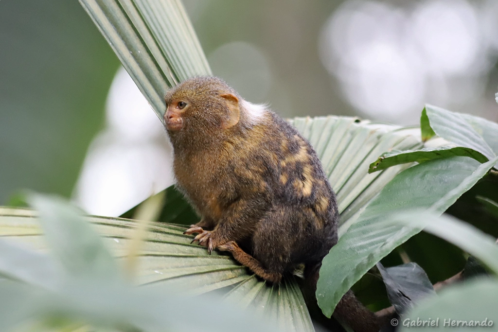 Ouistiti pygmée - Cebuella pygmaea (ZooParc de Beauval, mai 2025)