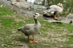 Oie à tête barrée - Anser indicus (ZooParc de Beauval, mai 2025)