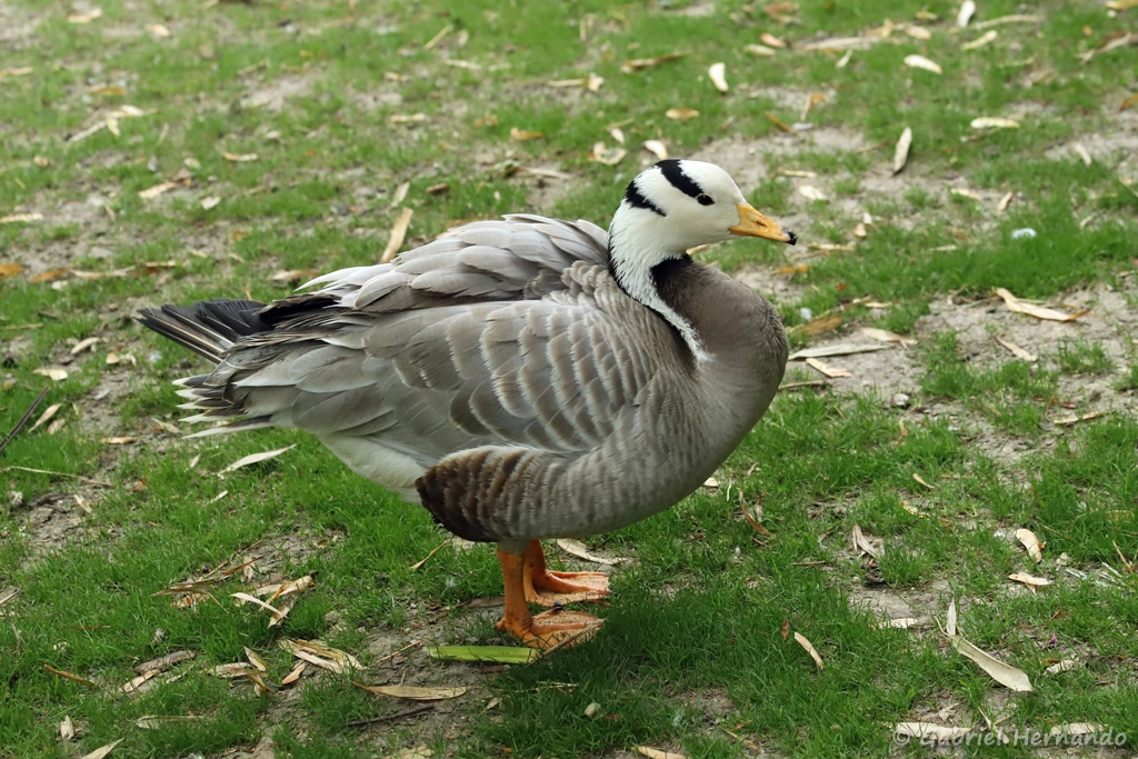 Oie à tête barrée - Anser indicus (ZooParc de Beauval, mai 2025)