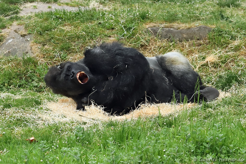 Mâle Gorille des plaines de l'ouest - Gorilla gorilla gorilla (ZooParc de Beauval, mai 2025)