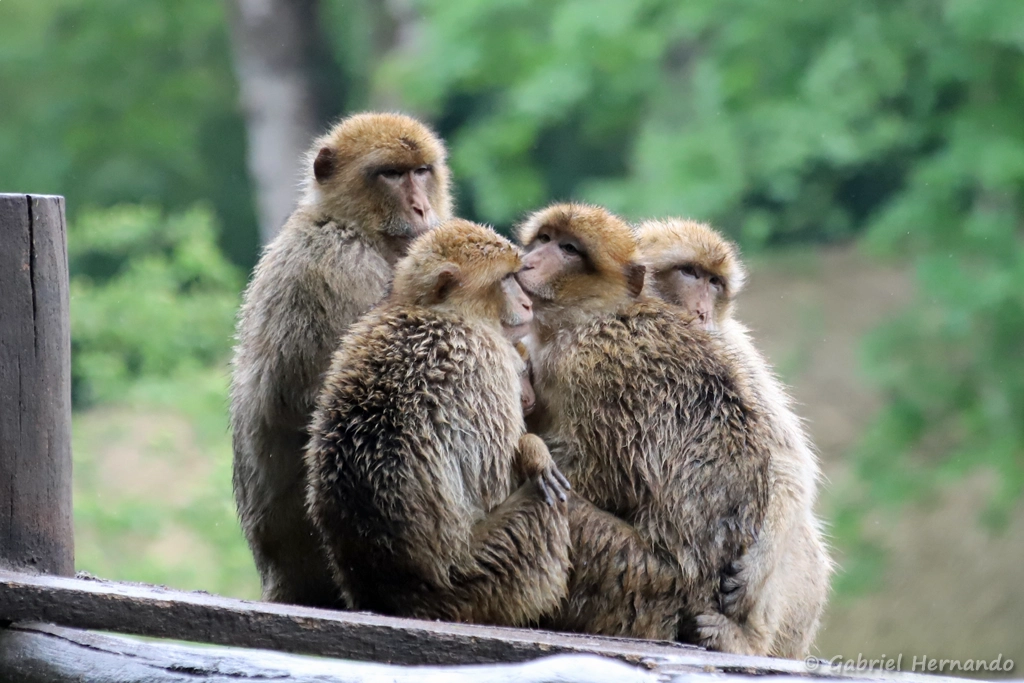 Macaque de Barbarie ou Magot - Macaca sylvanus (ZooParc de Beauval, mai 2025)