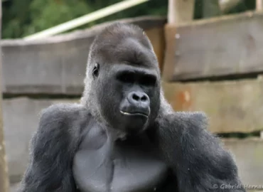 Mâle Gorille des plaines de l'ouest - Gorilla gorilla gorilla (ZooParc de Beauval, mai 2025)