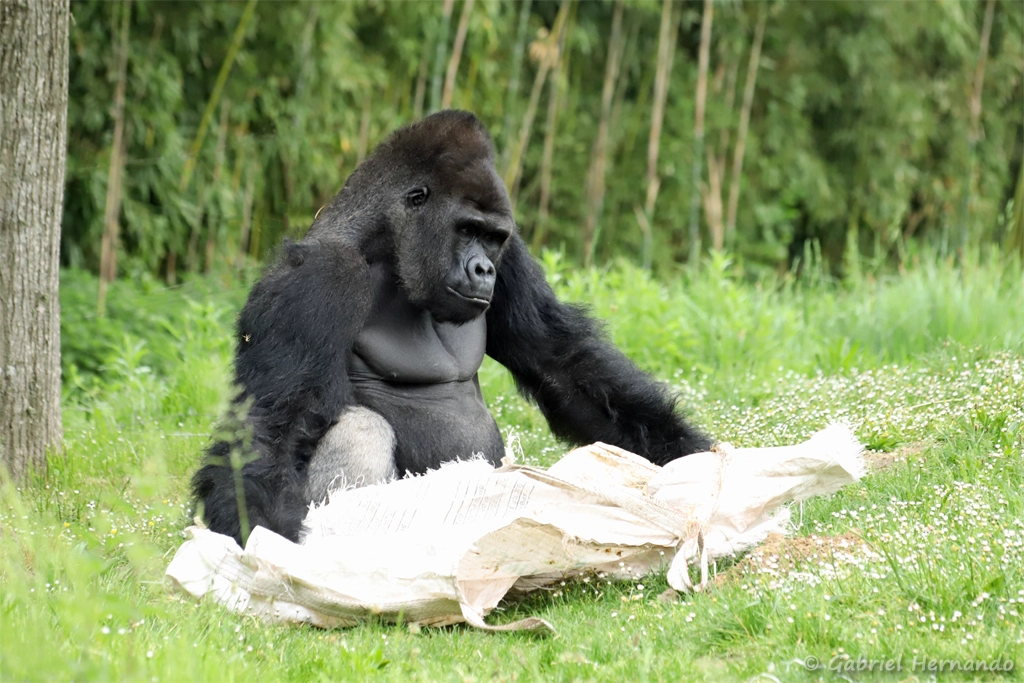 Mâle Gorille des plaines de l'ouest - Gorilla gorilla gorilla (ZooParc de Beauval, mai 2025)