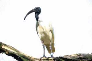 Ibis à tête noire - Threskiornis melanocephalus (ZooParc de Beauval, mai 2025)