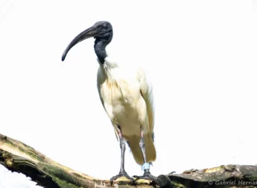 Ibis à tête noire - Threskiornis melanocephalus (ZooParc de Beauval, mai 2025)