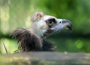Vautour moine - Aegypius monachus (ZooParc de Beauval, mai 2025)