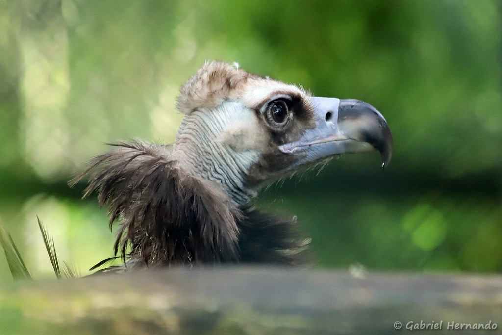 Vautour moine - Aegypius monachus (ZooParc de Beauval, mai 2025)