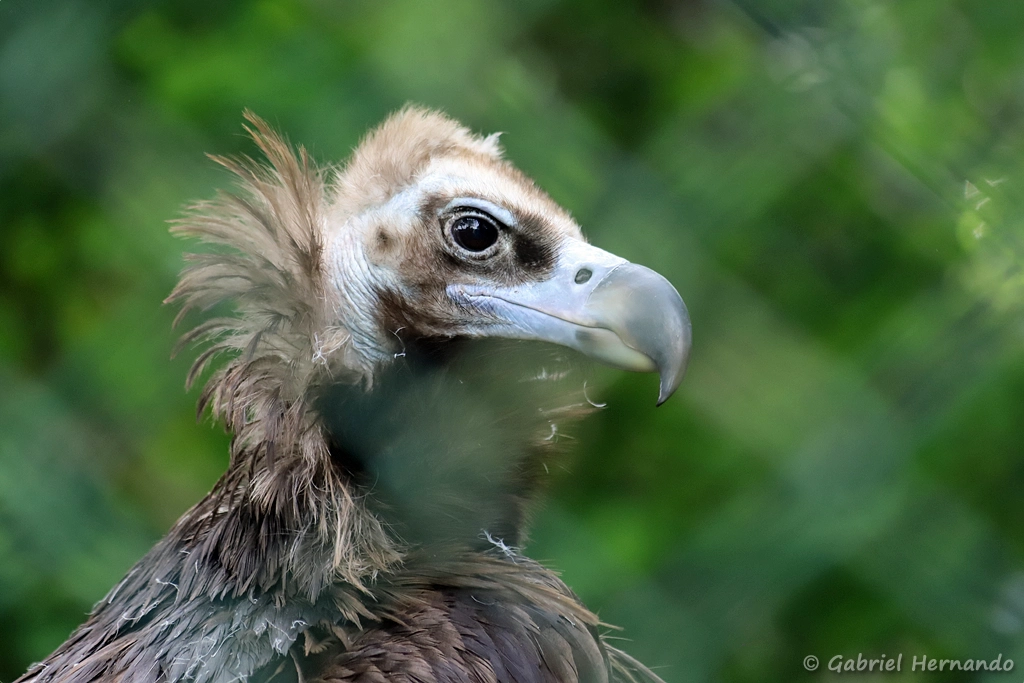 Vautour moine - Aegypius monachus (ZooParc de Beauval, mai 2025)