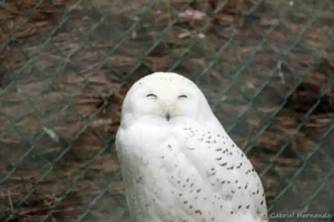 Femelle d'Harfang des neiges - Bubo scandiacus (ZooParc de Beauval, mai 2025)