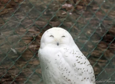 Femelle d'Harfang des neiges - Bubo scandiacus (ZooParc de Beauval, mai 2025)