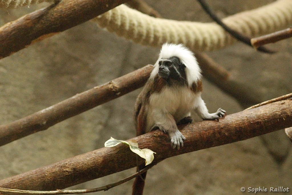 Pinché à crête blanche - Saguinus oedipus (ZooParc de Beauval, mai 2025)