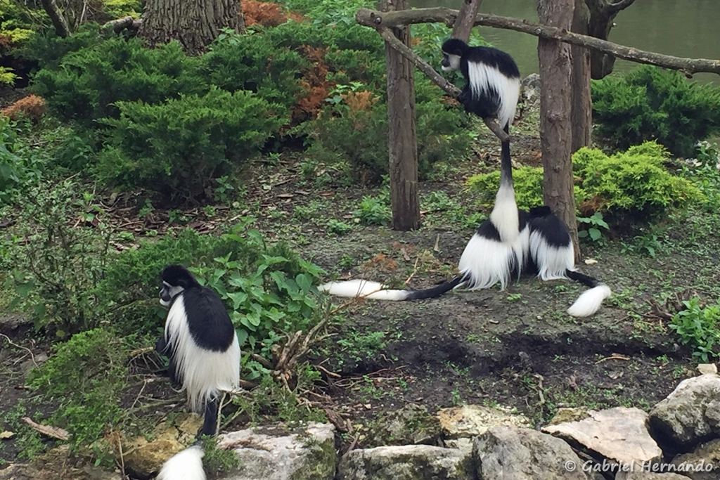 Colobe guéréza du Mont Kenya ou Colobe noir et blanc de l'est - Colobus guereza kikuyuensis (ZooParc de Beauval, mai 2025)